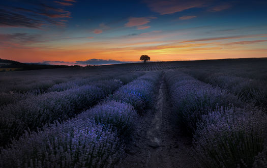 Обои на рабочий стол Лавандовое поле Provence, Bulgaria / Прованса, Болгария. Фотограф Ted Bg