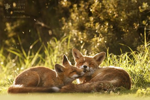 Обои на рабочий стол Две лисички рядом лежат на земле, фотограф Roeselien Raimond