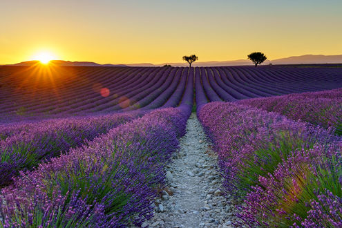 Обои на рабочий стол Лавандовое поле Valensole, France / Валансоль, Франция, которое освещает солнце, фотограф Jens Klettenheimer