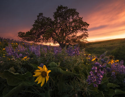 Обои на рабочий стол Работа Вечер в горах Columbia hills, Washington / Колумбии, штат Вашингтон, фотограф Blake Randall