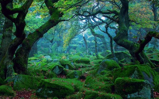 Обои на рабочий стол Сумрачный Sherwood Forest, Nottingham, UK / Шервудский лес, Ноттингем, Великобритания в голубом тумане