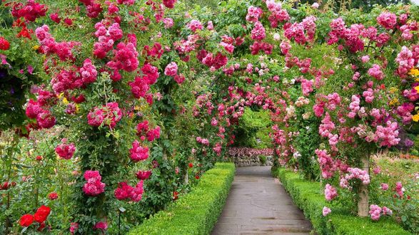 Обои на рабочий стол Butchart Gardens / Британская Колумбия, парк c аллеей в розовых розах