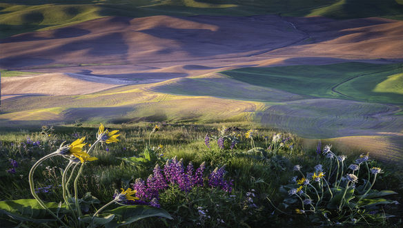 Обои на рабочий стол Полевые цветы в Palouse, фотограф Lara Koo