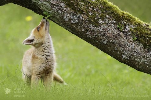 Обои на рабочий стол Рыжая лиса стоит по деревом, поросшим мхом, фотограф Roeselien Raimond