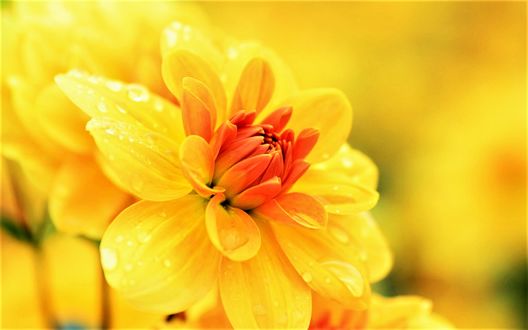 Обои на рабочий стол Большой желтый цветок на размытом фоне