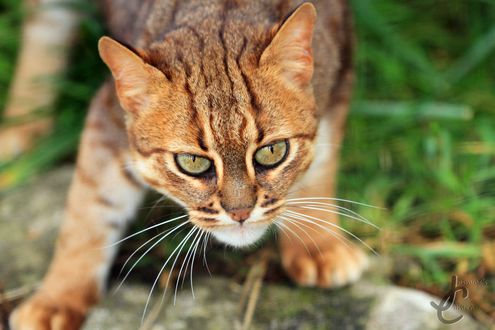 Обои на рабочий стол Мордочка полосатого кота, выслеживающего добычу, крупным планом, фотограф Jasmine Curtis