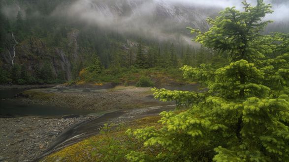 Обои на рабочий стол Горная речка в затуманенном Tongass National Forest, Alaska, USA / Национальном лесу Тонгасс, штат Аляска, США