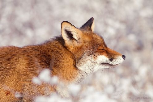 Обои на рабочий стол Лиса на размытом фоне, фотограф Roeselien Raimond