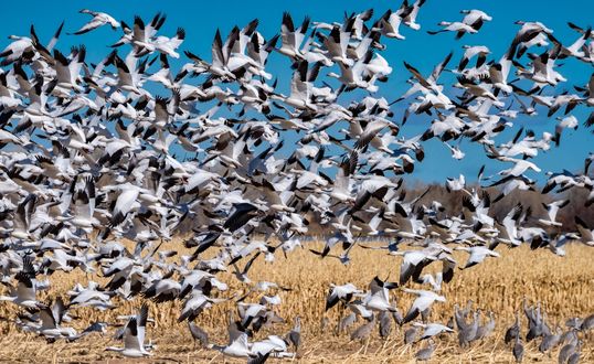 Обои на рабочий стол Стая журавлей кружит в национальном заповеднике Bosque Del Apache, США