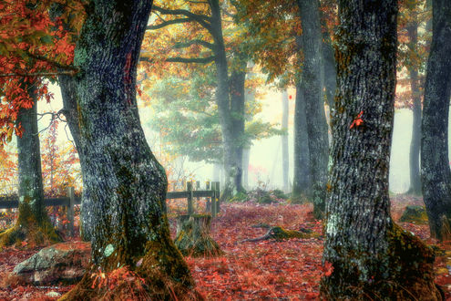 Обои на рабочий стол Деревья в тумане, фотограф Patrice Thomas