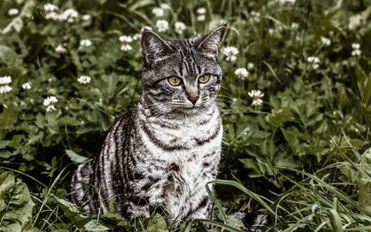 Обои на рабочий стол Серый полосатый кот сидит в траве среди ромашек