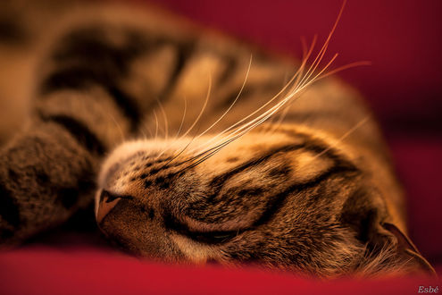 Обои на рабочий стол Спящий усатый кот, by Esbе Photographies Serge