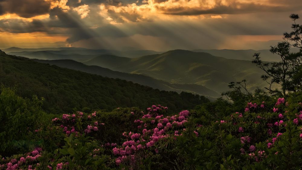 Обои для рабочего стола Цветы на переднем плане - дикий Рододендрон, который расцветает в горах Appalachian / Аппалачей на границе Tennessee and North Carolina / Теннесси и Северной Каролины, фотограф Perry Hoag