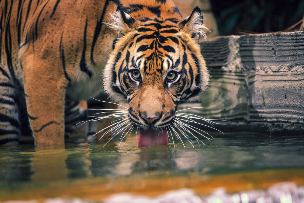 Обои для рабочего стола Тигр лакает воду, фотограф Stephen Moehle