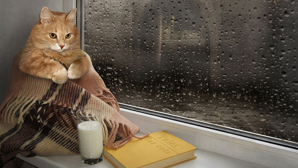 Обои для рабочего стола Грустный кот, завернутый в теплый плед, сидит на подоконнике, рядом стоит стакан с молоком и книга (Tales for cats / Сказки для кошек), а за окном уже надоевшее всем дождливое лето
