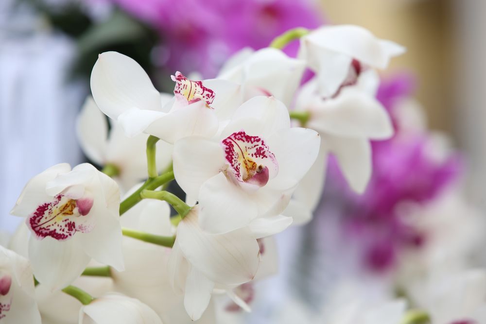 Обои для рабочего стола Цветущая белая орхидея