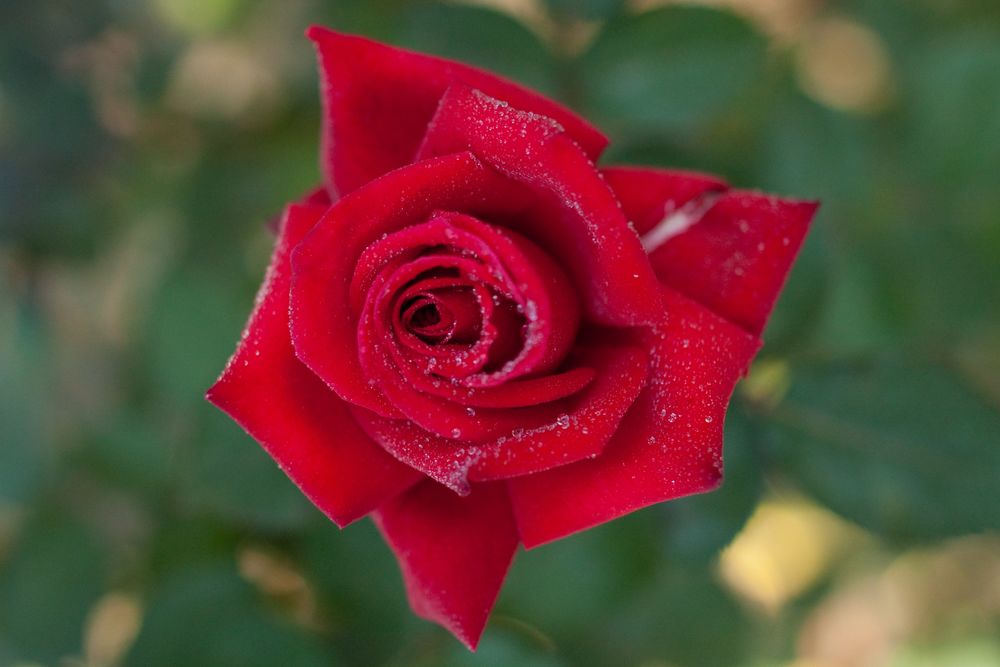 Обои для рабочего стола Красная роза с каплями росы, фотограф Yoko Nekonomania