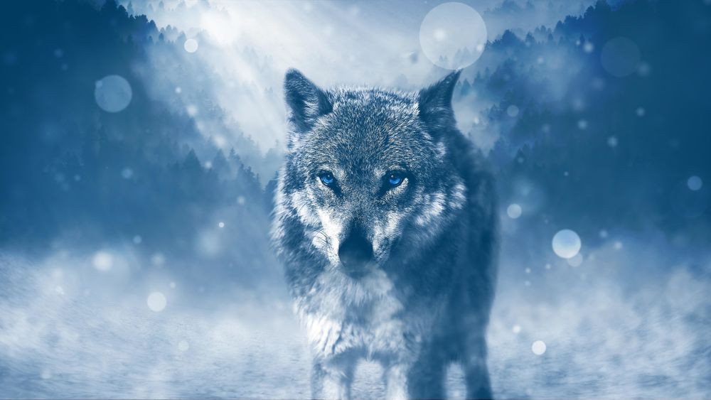 Обои для рабочего стола Волк с синими глазами стоит под падающим снегом