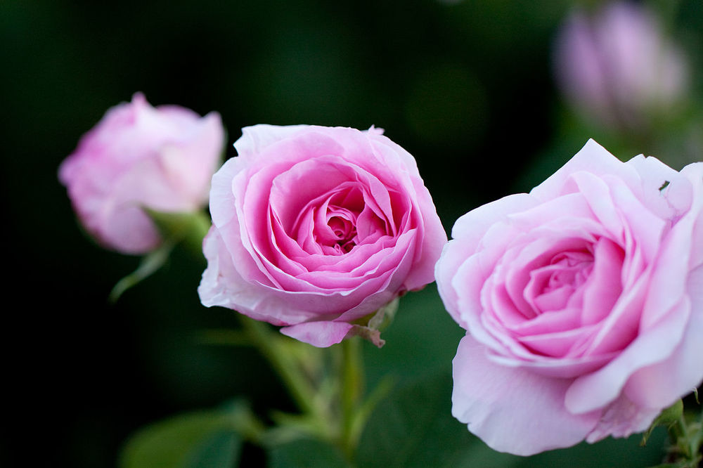Обои для рабочего стола Три розовые розы на размытом фоне, фотограф nekonomania