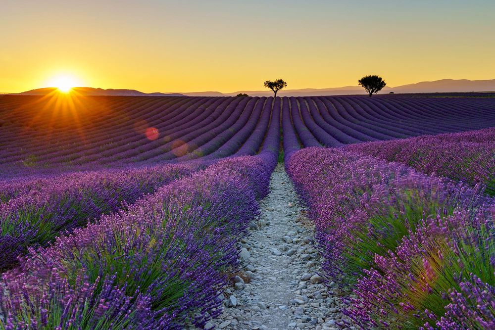 Обои для рабочего стола Лавандовое поле Valensole, France / Валансоль, Франция, которое освещает солнце, фотограф Jens Klettenheimer