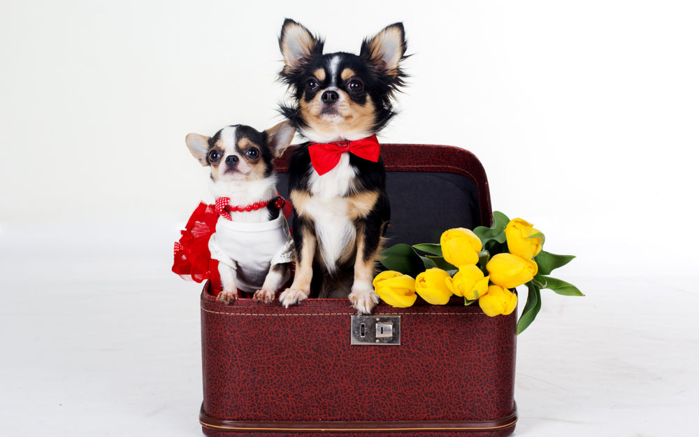 Обои для рабочего стола Собачки чихуахуа сидят в чемодане с желтыми тюльпанами