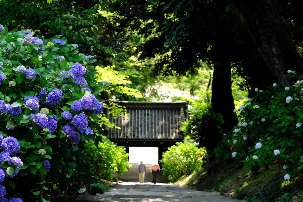 Обои для рабочего стола Цветущая гортензия, город Sakuragawa, префектура Ibaraki, Japan / Ибараки, Япония, фотограф Kazuo Ishikawa