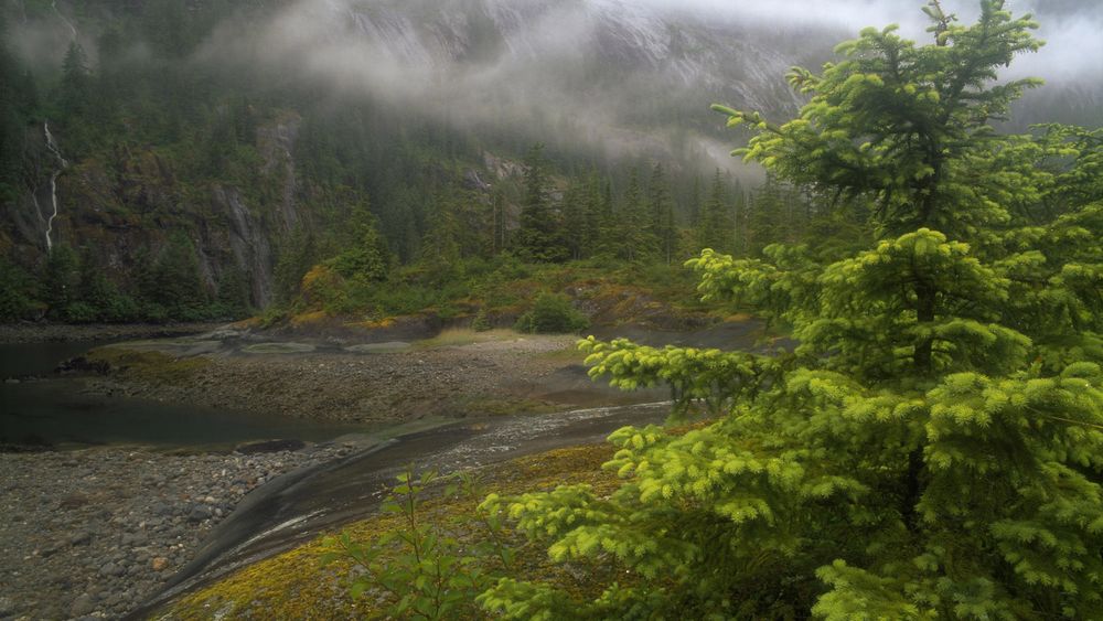 Обои для рабочего стола Горная речка в затуманенном Tongass National Forest, Alaska, USA / Национальном лесу Тонгасс, штат Аляска, США