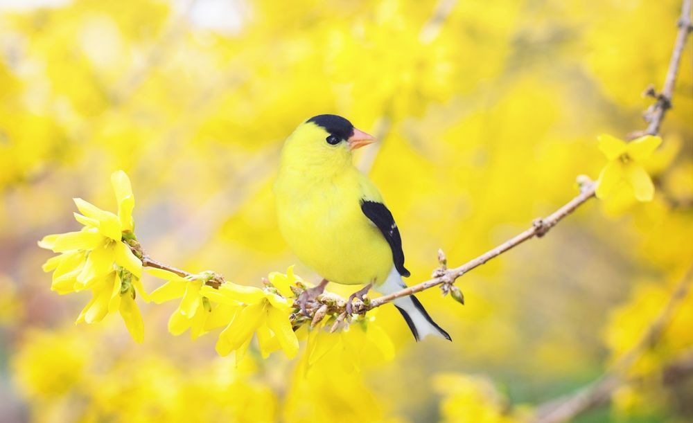 Обои для рабочего стола Черно-желтая птица сидит на ветке цветущей форзиции на размытом фоне