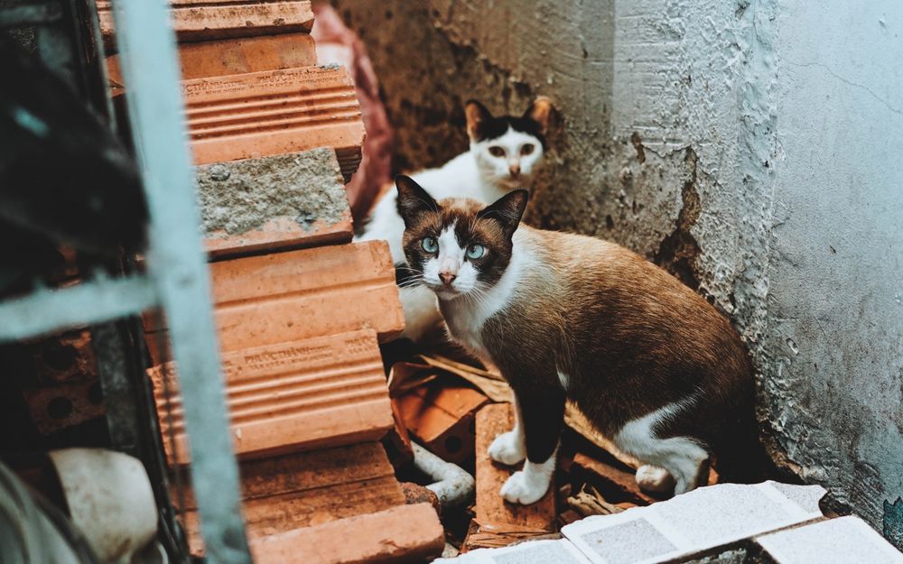 Обои для рабочего стола Двое котов приткнулись возле полуразрушенной лестницы дома