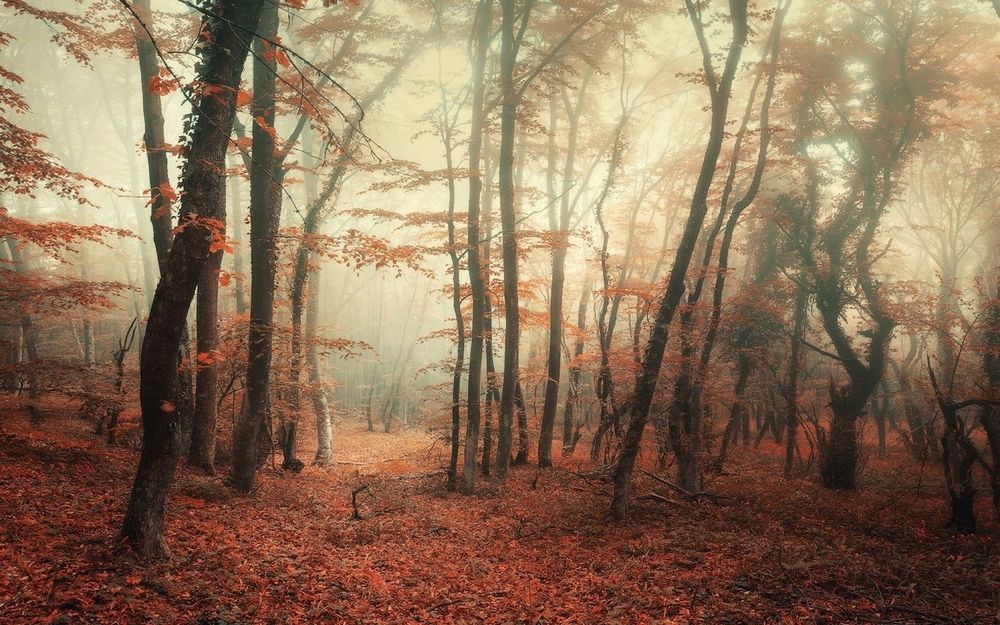 Обои для рабочего стола Осенний лес окутанный туманом в Байдарской долине, В Крым, фотограф Денис Белицкий