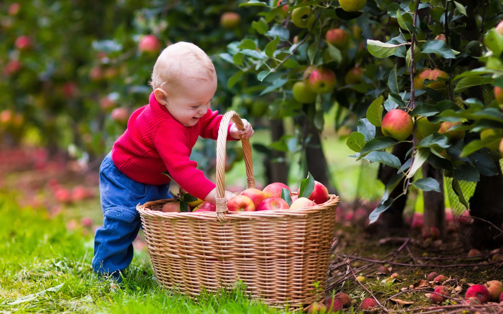Обои для рабочего стола Маленький мальчик улыбаясь запустил руки в большую корзину с красными яблоками, стоящую под яблоней