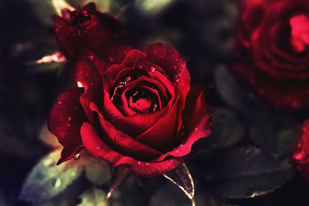 Бордовые розы обои на телефон