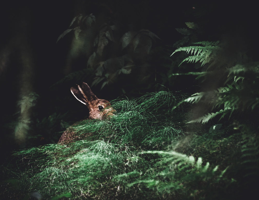 Обои для рабочего стола Кролик в лесной чаще, фотограф Niilo Isotalo