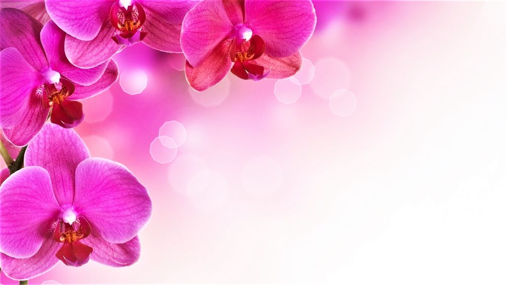 Рамка д/фото пластик розовые орхидеи 16*11 см (бокс 96 шт) мин 2 шт