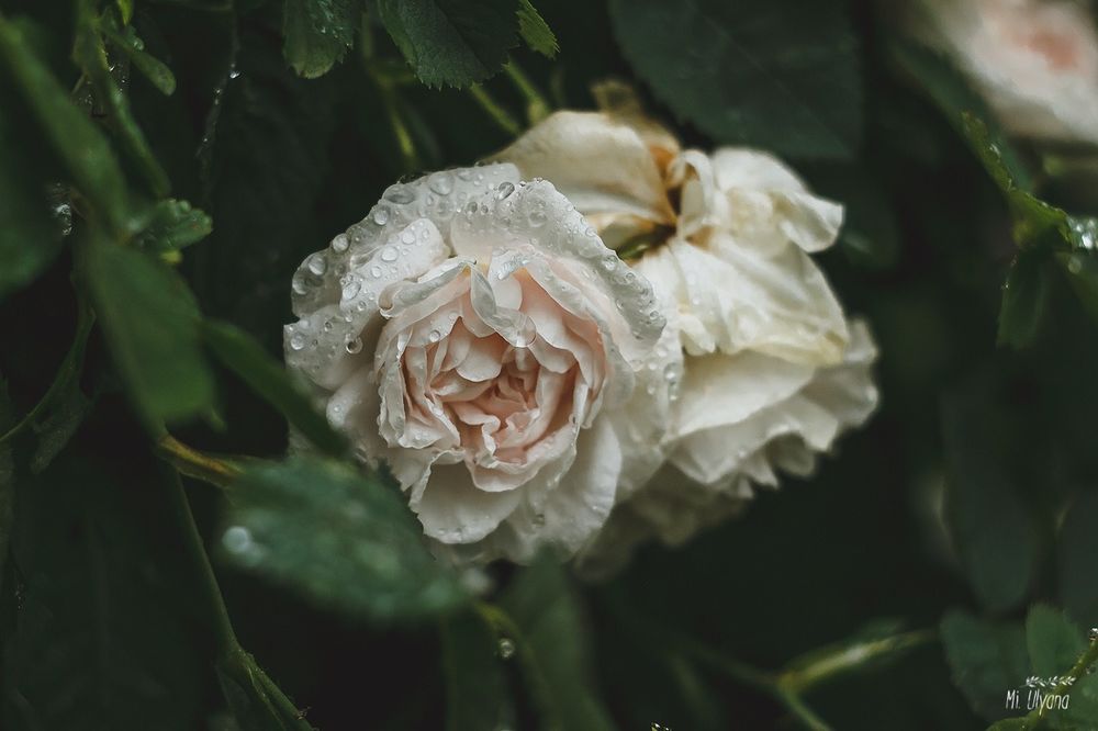 Обои для рабочего стола Белые розы в каплях росы, фотограф Ulyana Mizinova