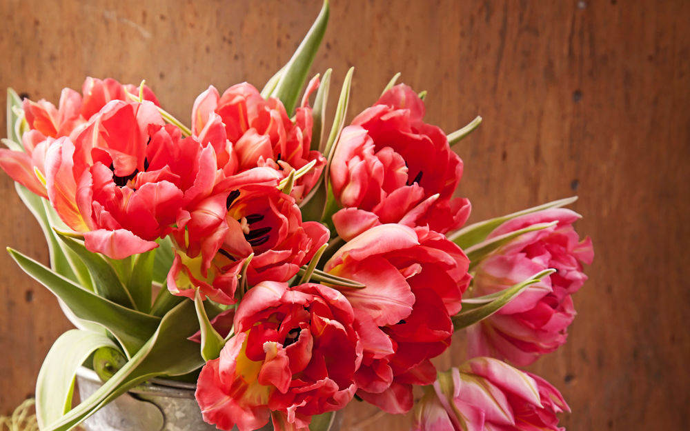 Обои для рабочего стола Букет садовых розовых тюльпанов в белой вазе, автор egal