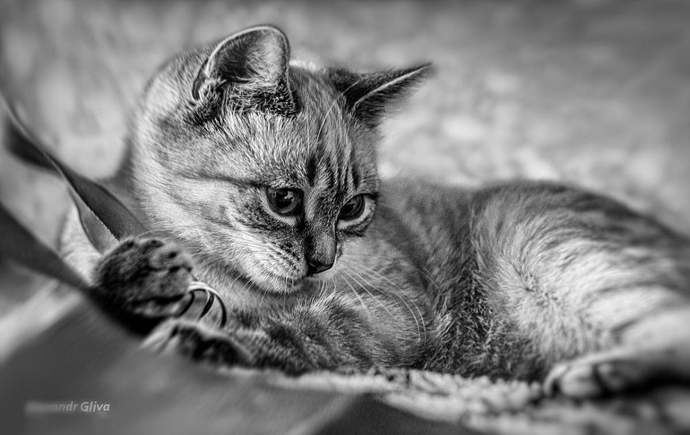 Обои для рабочего стола Симпатичный котенок, фотограф Олександр Глива