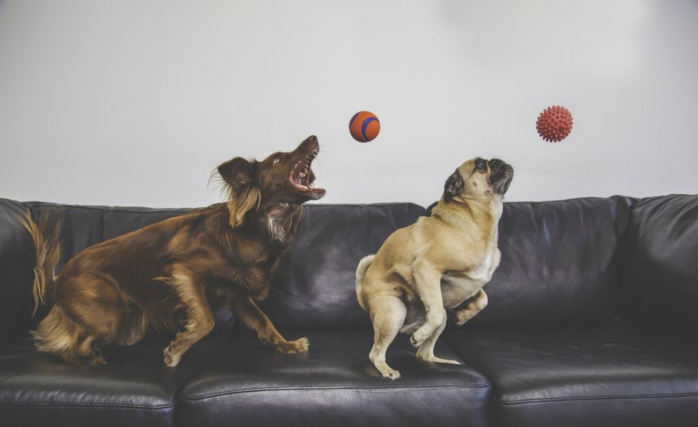 Обои для рабочего стола Две собаки ловят мячики, запрыгнув на диван