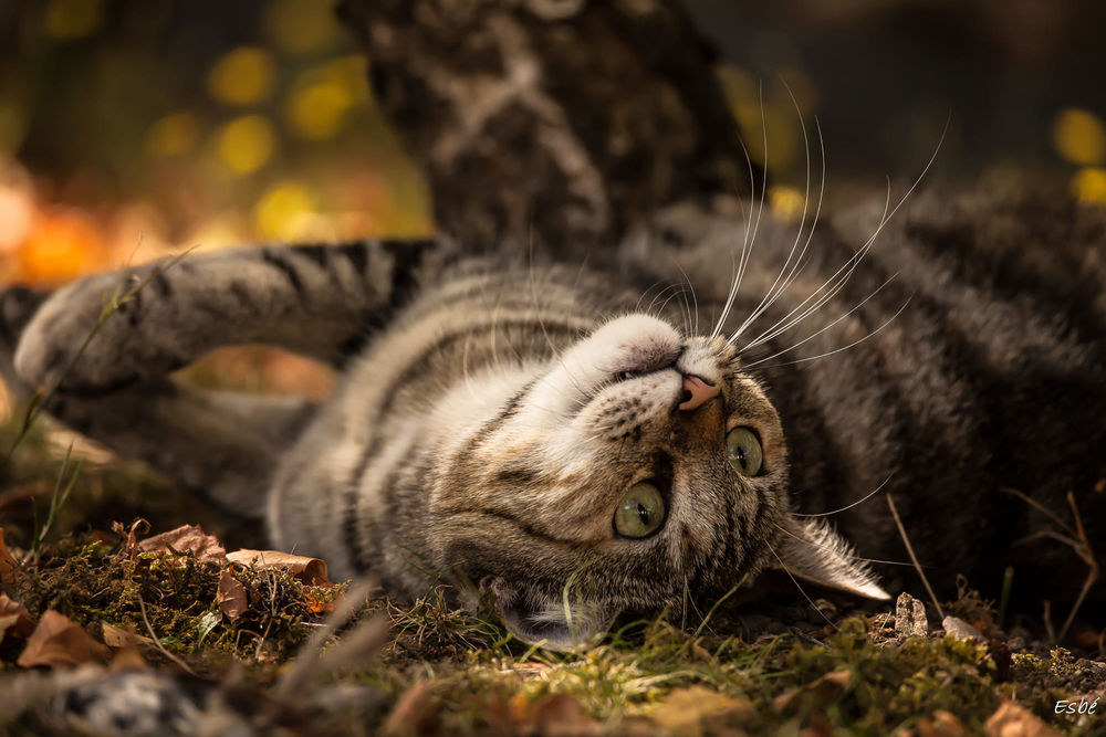 Обои для рабочего стола Серый кот, изогнувшись, лежит на земле, by Esbе Photographies Serge