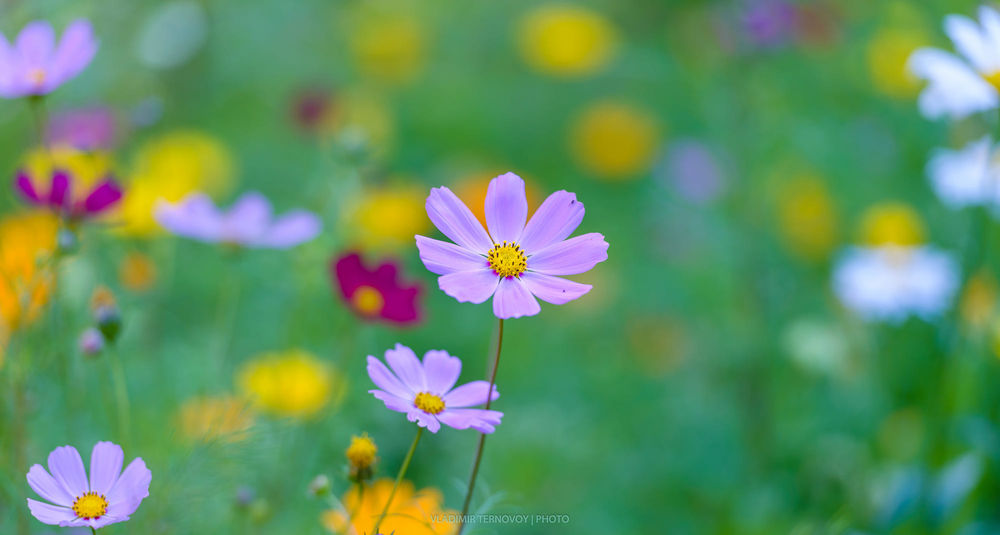 Обои для рабочего стола Цветы космеи на размытом фоне поля, фотограф Vladimir Ternovoy