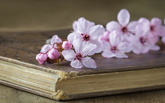 Обои на рабочий стол Цветы вишни на книге