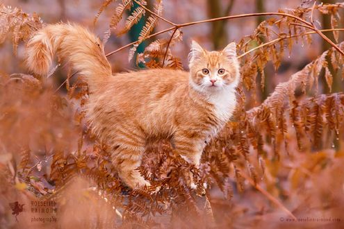 Обои на рабочий стол Рыжая кошка в листве, фотограф Roeselien Raimond