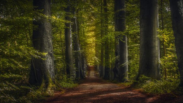 Обои на рабочий стол Дорога через лес, фотограф hmetosche