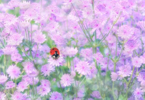 Обои на рабочий стол Божья коровка на цветах, фотограф Jasna Matz