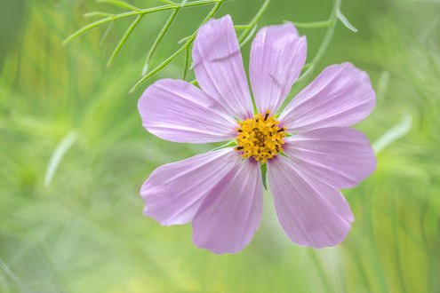 Обои на рабочий стол Розовый цветок космеи, фотограф Mandy Disher