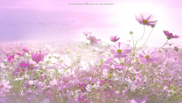 Обои на рабочий стол Поле розовой космеи, фотограф Jasna Matz