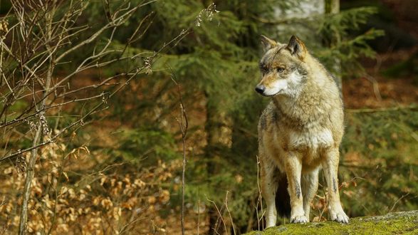 Обои на рабочий стол Волк на камне в лесу