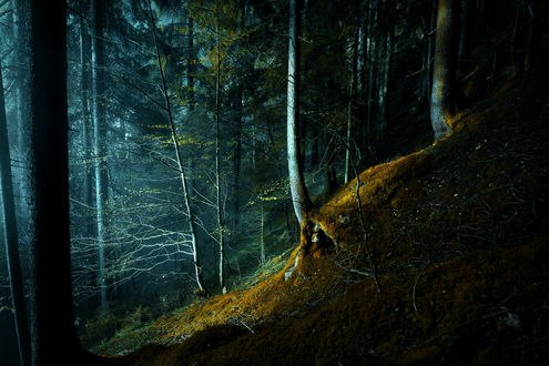 Обои на рабочий стол Лес в лунную ночь, фотограф Andrea Effulge