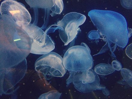 Обои на рабочий стол Голубые медузы под водой, by M555