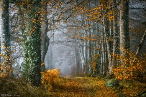 Обои на рабочий стол Осенняя дорога в лесу, фотограф Patrice Thomas